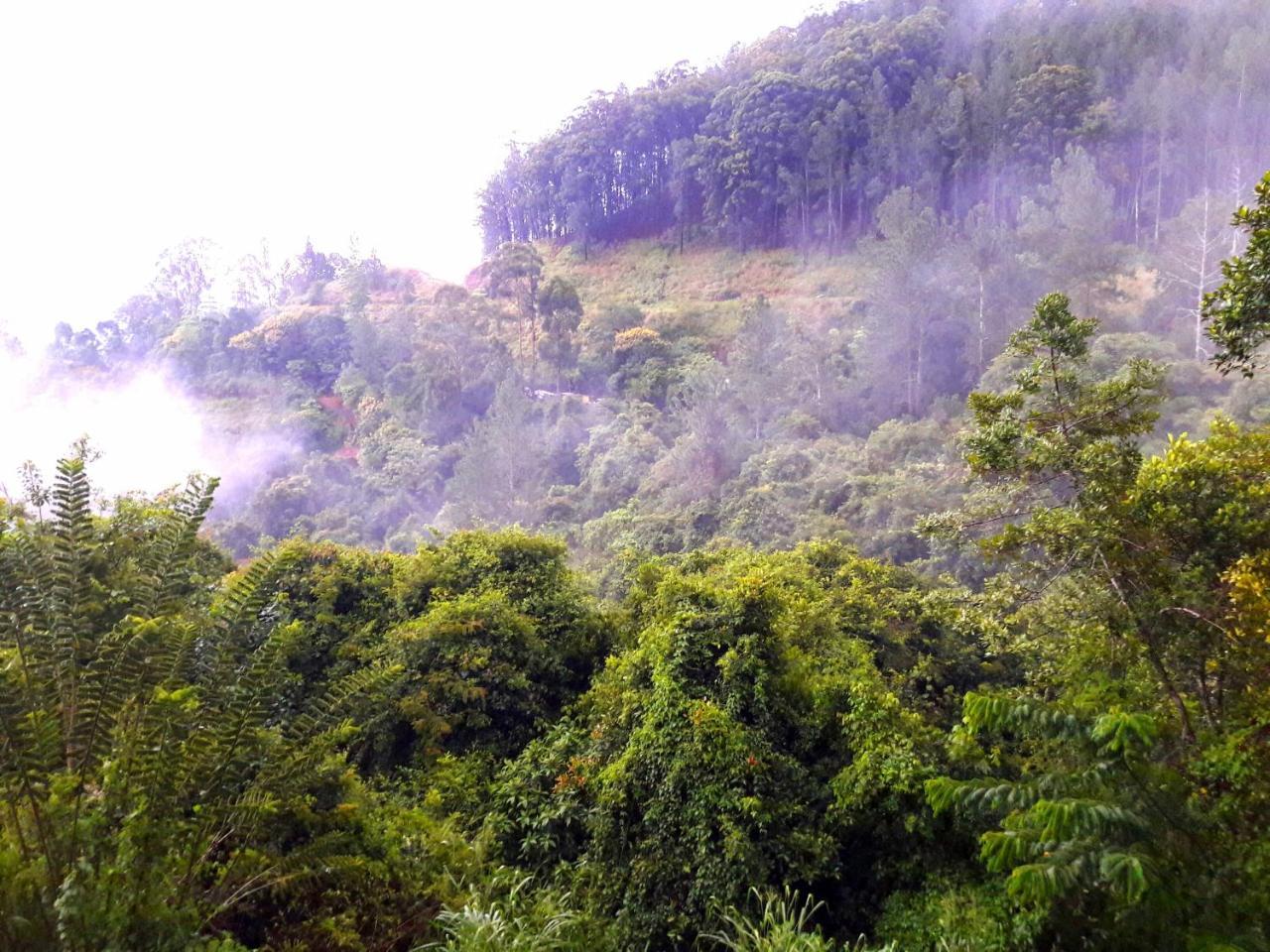 Green Paradise Ella Kültér fotó